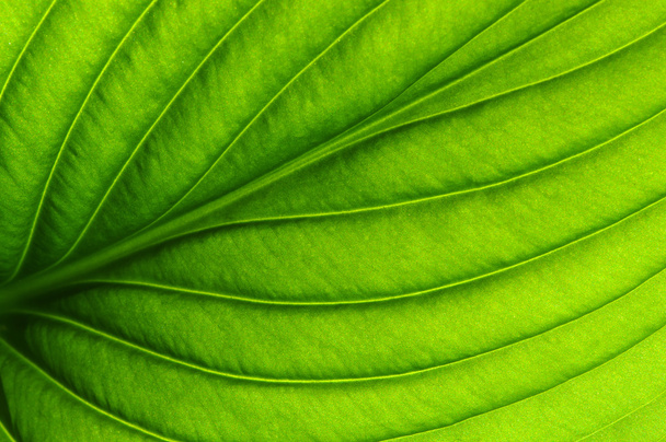  緑の葉のテクスチャ - 写真・画像