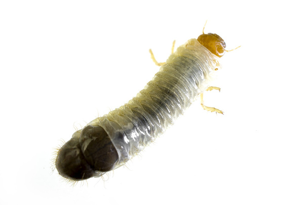 larwy czerwca bug - Zdjęcie, obraz