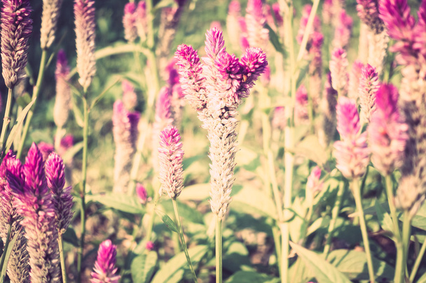 beautiful summer flowers - Fotó, kép