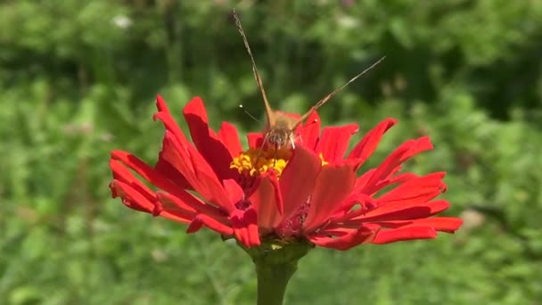 Buterfly Vanesse Cardui en flor roja
 - Imágenes, Vídeo