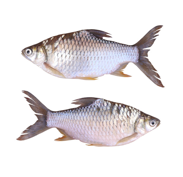 Cyprinidae or Silver barb is in the freshwater fish on white bac - Foto, imagen