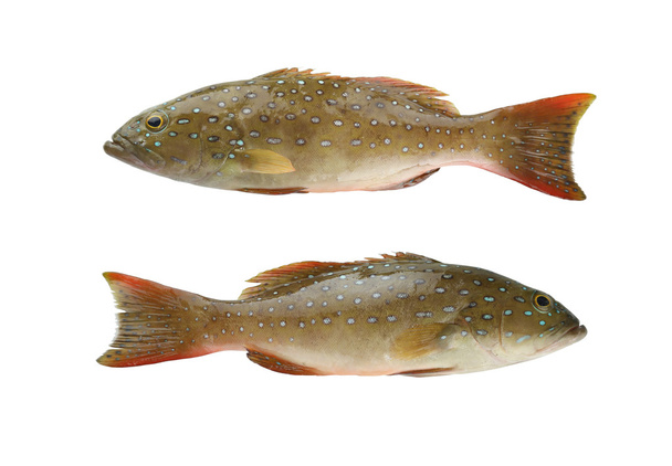 Cernia leopardata o Cephalopholis miniatus pesci di animali marini in
 - Foto, immagini