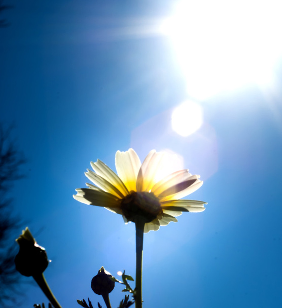 Gebied van prachtige daisy bloemen met de achtergrondverlichting van de zon - Foto, afbeelding