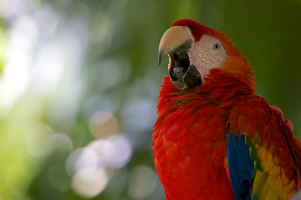 Ara slarlet ustami otworzyć w Ameryce Środkowej Kostaryka - Zdjęcie, obraz