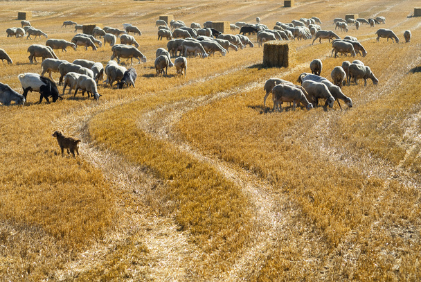 アラゴン州の牧場の羊 - 写真・画像