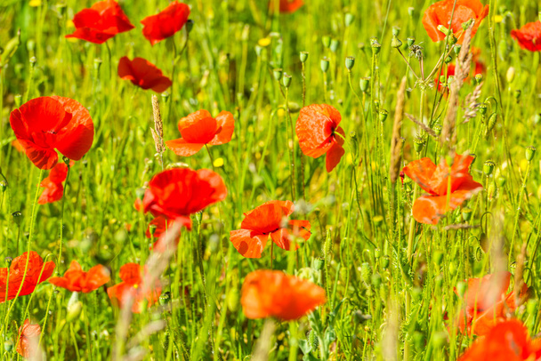 Amapolas rojas en un prado de verano
 - Foto, Imagen