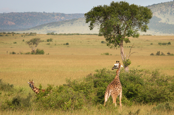 Жираф стоит в кустах, Масаи Мара, Кения
 - Фото, изображение