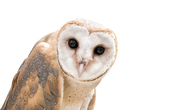 common barn owl ( Tyto albahead ) isolated - Foto, immagini