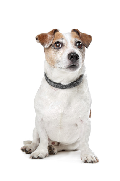 Jack Russel Terrier - Foto, afbeelding