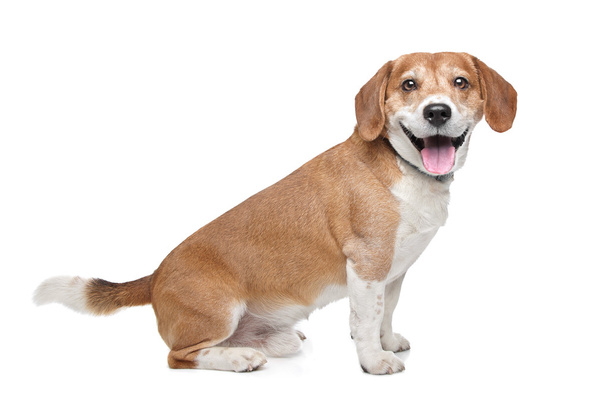 Beagle - 写真・画像