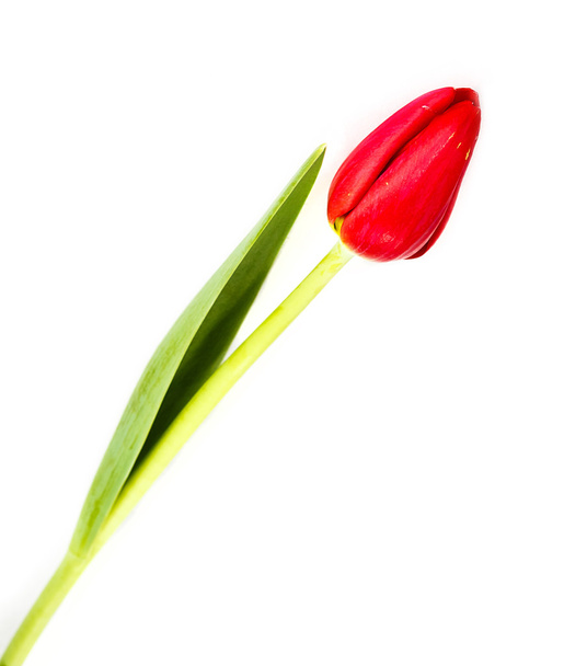 The flower a tulip on a white background - Fotografie, Obrázek