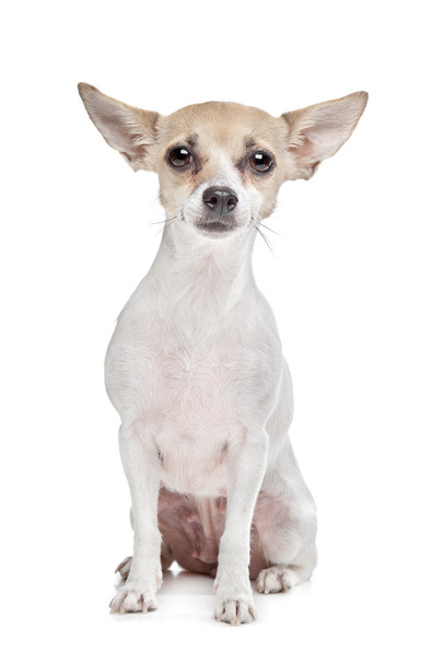 Short haired chihuahua puppy - Foto, Imagem