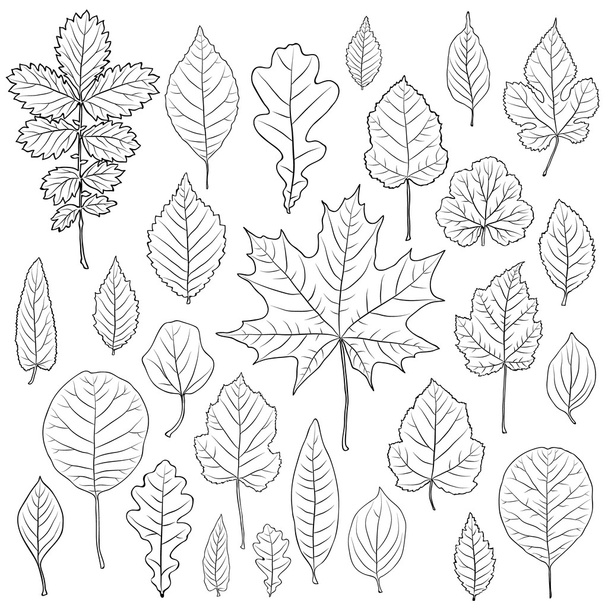 Conjunto vetorial de folhas silhueta
 - Vetor, Imagem