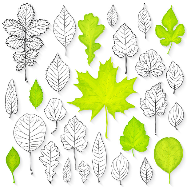 Vektorsatz von Blättern - Vektor, Bild