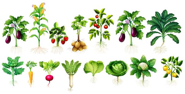 Πολλά είδη λαχανικών με φύλλα και τις ρίζες - Διάνυσμα, εικόνα