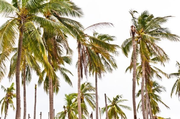 kokosové palmy na pláži - Fotografie, Obrázek