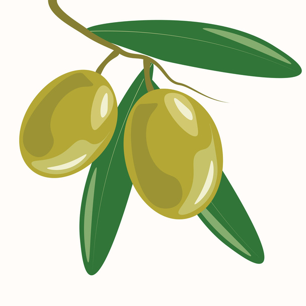 Olive branch with leaves - Vetor, Imagem