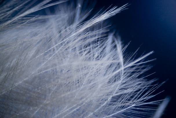 Feather - Foto, Bild