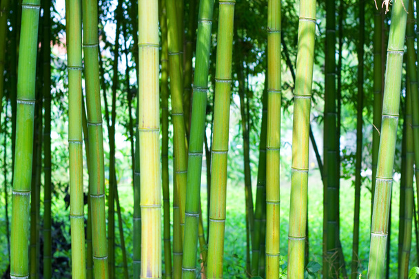 bambusz erdő - Fotó, kép