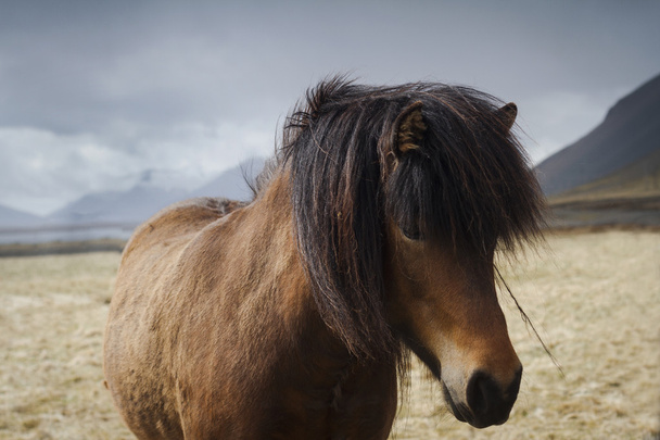 Zár megjelöl-ból egy izlandi barna ló a pályán  - Fotó, kép