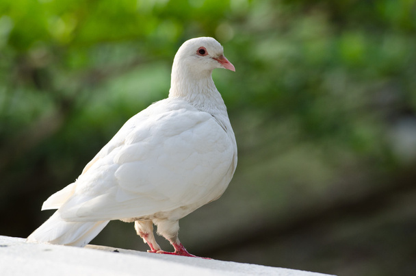 White pigeon - Foto, Imagem