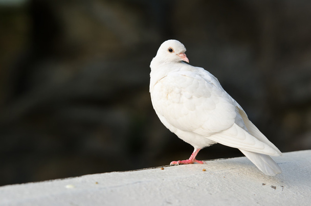 White pigeon - Photo, Image