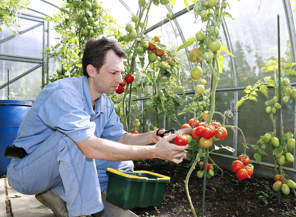 Bir işçi hasadın bir sera içinde kırmızı olgun domates - Fotoğraf, Görsel