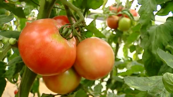Tomaten, wachsen, Bett, Vitamine, vegetarisch - Filmmaterial, Video
