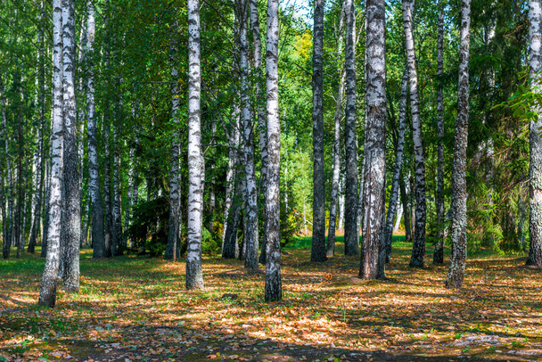 Forêt de bouleaux russes au début de l'automne à l'aube
 - Photo, image