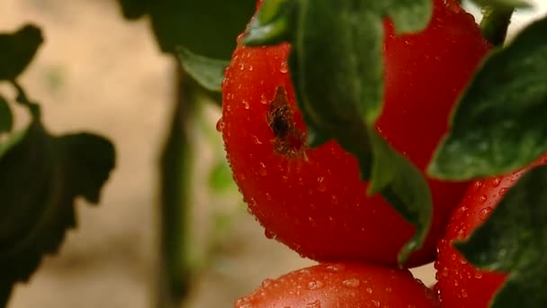 tomatoes, grow, bed, vitamins, vegetarian - Footage, Video