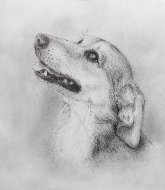 Disegno a matita di cane su vecchia carta, carta vintage. Ritratto cane
. - Foto, immagini