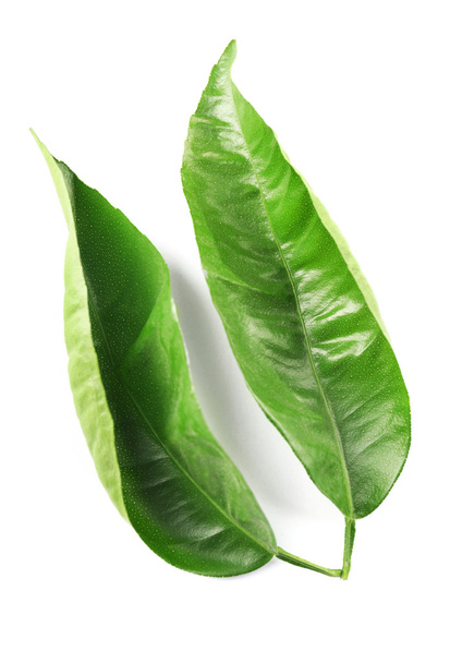 Ficus leaves, isolated on white - Foto, imagen