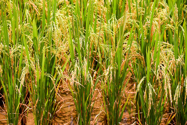 rizière dorée de la vallée de Bacson
 - Photo, image