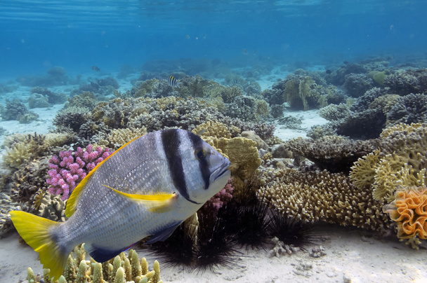 Regal Angelfish v Rudém moři, Egypt - Fotografie, Obrázek