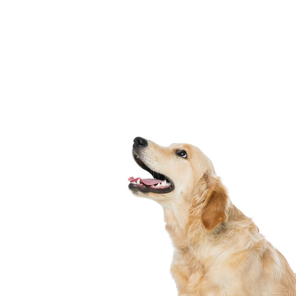 Młodych pięknych złoty pies myśliwski pies - Zdjęcie, obraz