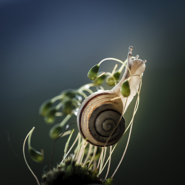 Mały ślimak na zielony mech - Zdjęcie, obraz
