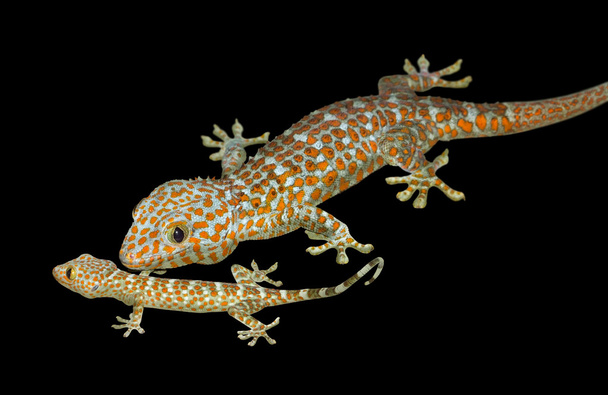 ein Tokay-Gecko in schwarzem Rücken - Foto, Bild