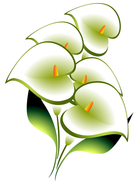 Bouquet of calla. - Vector, Image