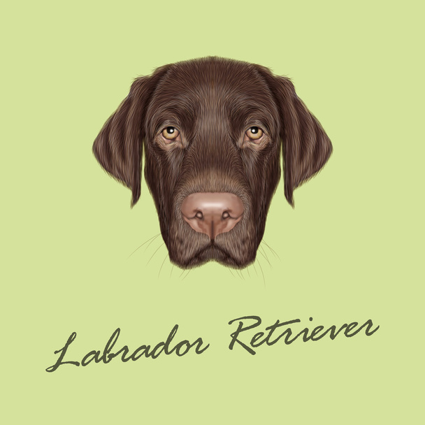 Labrador Vizsla kutya portré.  - Vektor, kép