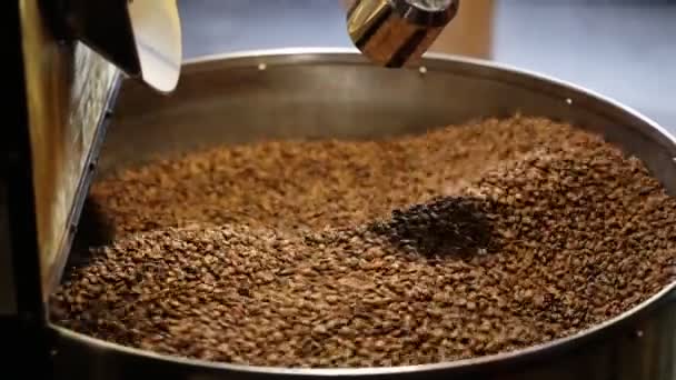 De vers geroosterde koffiebonen uit een grote koffie brander wordt gegoten in de koeling cilinder. Persoon controleert de kwaliteit. - Video