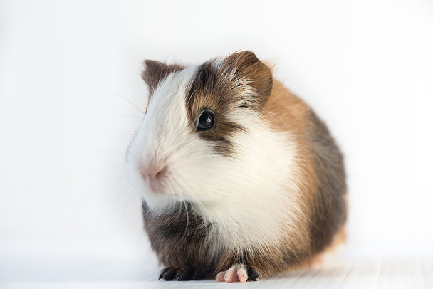 closeup of cute guinea pig - Photo, Image