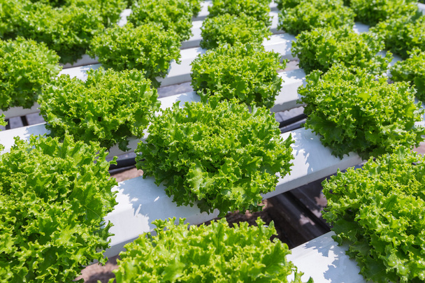 Anbau von grünem Salat auf hydroponischer Technologie  - Foto, Bild