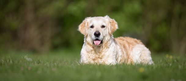 Golden Retriever cão ao ar livre na natureza
 - Foto, Imagem