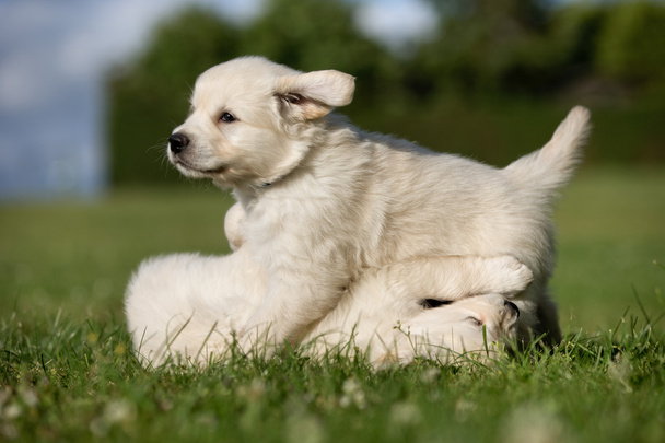Young golden retriever puppies playing outdoors - Photo, Image