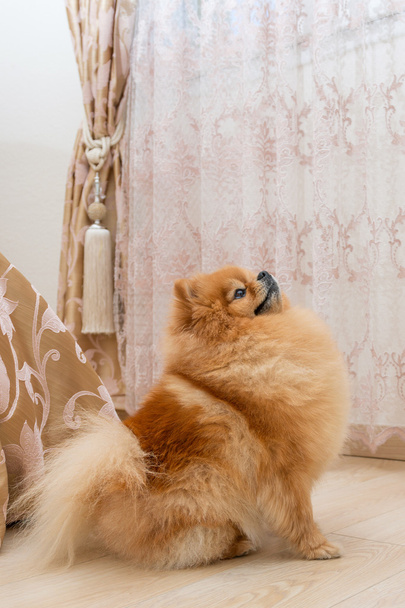 Красная собака порода миниатюрный Померанец ищет с интересом. эмоции интереса и внимания
 - Фото, изображение