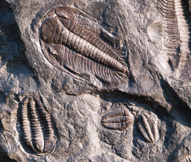 Trilobite fossilisé de République tchèque
 - Photo, image