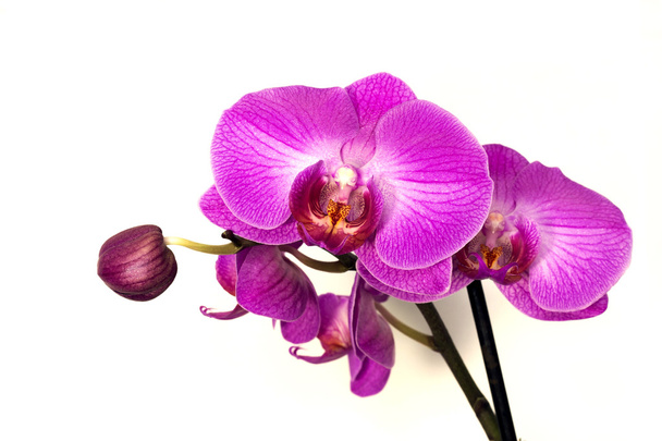 Орхидеи Фаленопсис на белом фоне
. - Фото, изображение