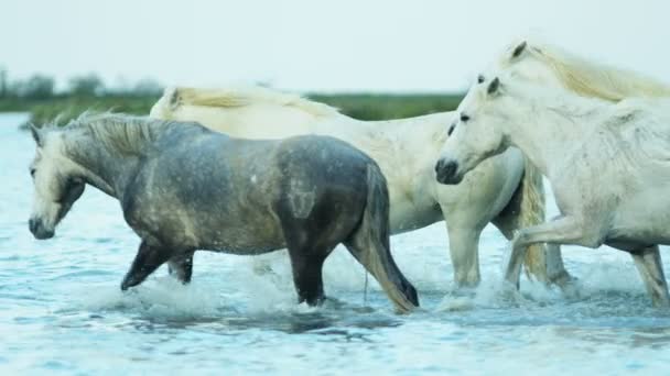 witte paarden dieren - Video