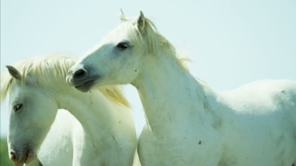 Camargue-Pferde auf der Weide  - Filmmaterial, Video