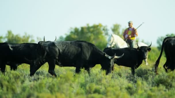カマルグ牛放牧草地の群れ - 映像、動画
